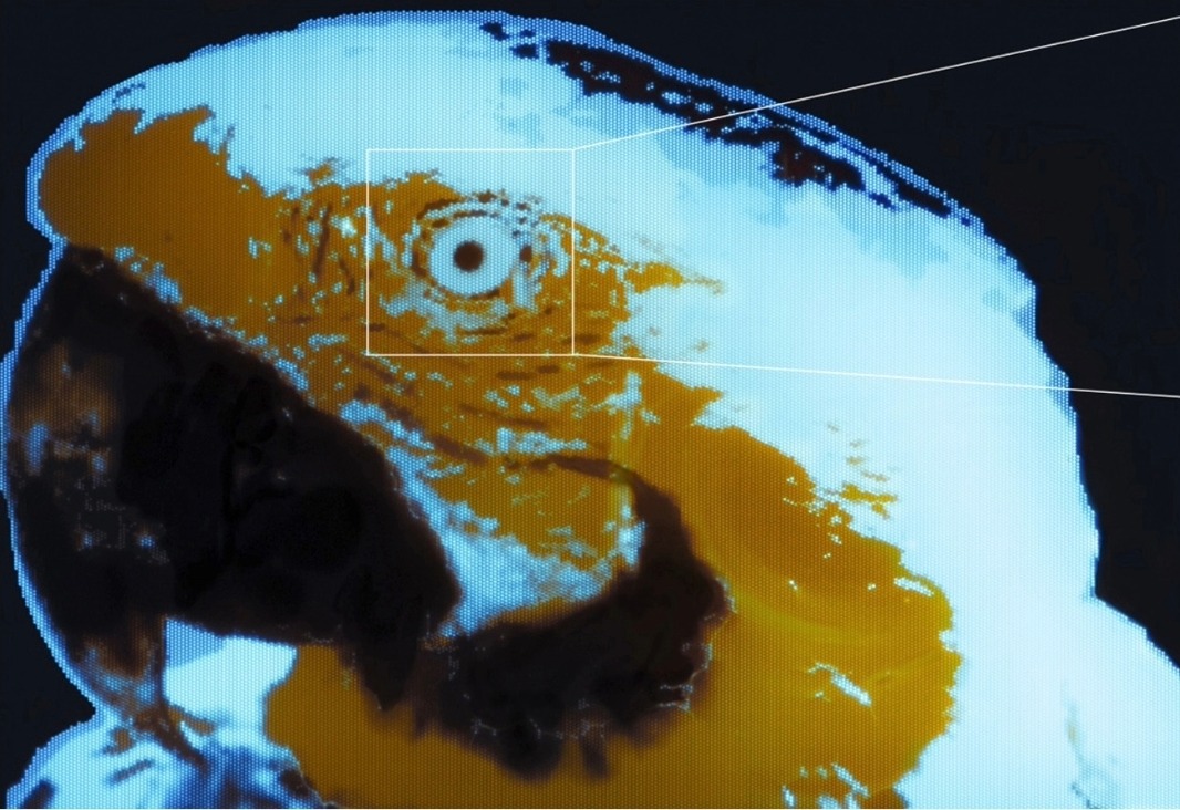 Macaw_news.jpg