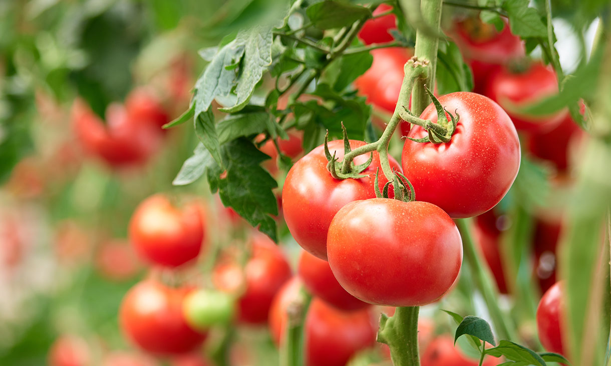 Ripe tomatoes hanging from a tomato plant