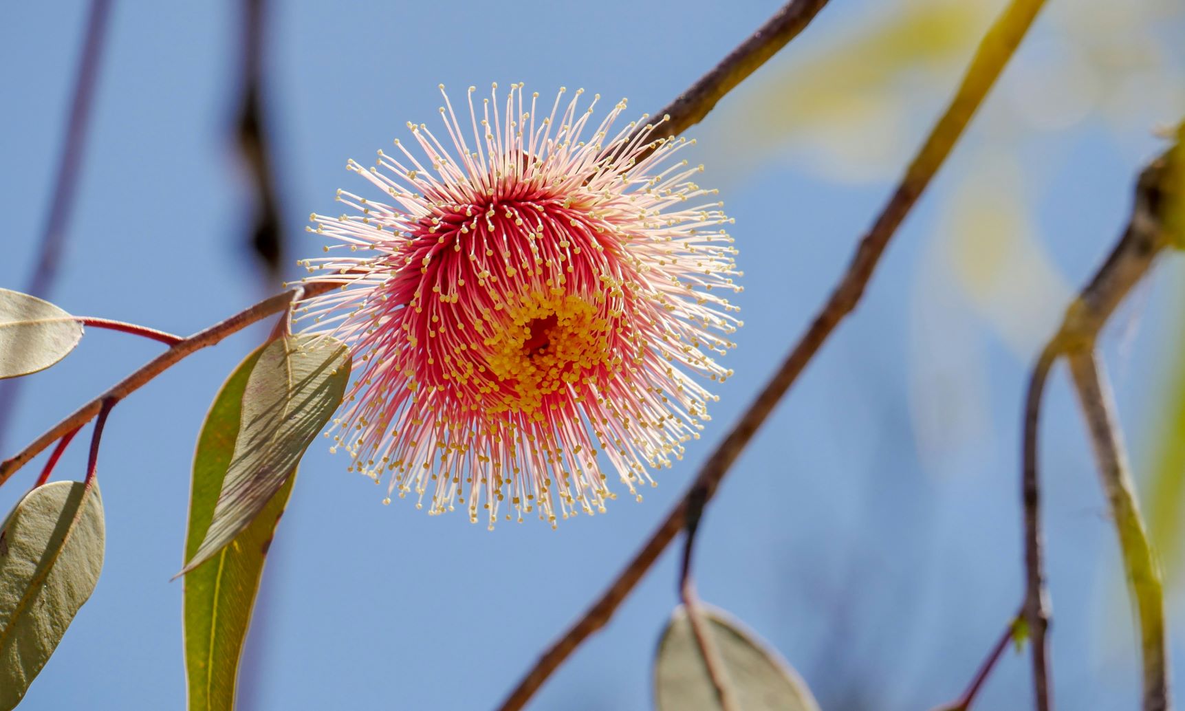 australian-native-wattle-1220x732.jpg