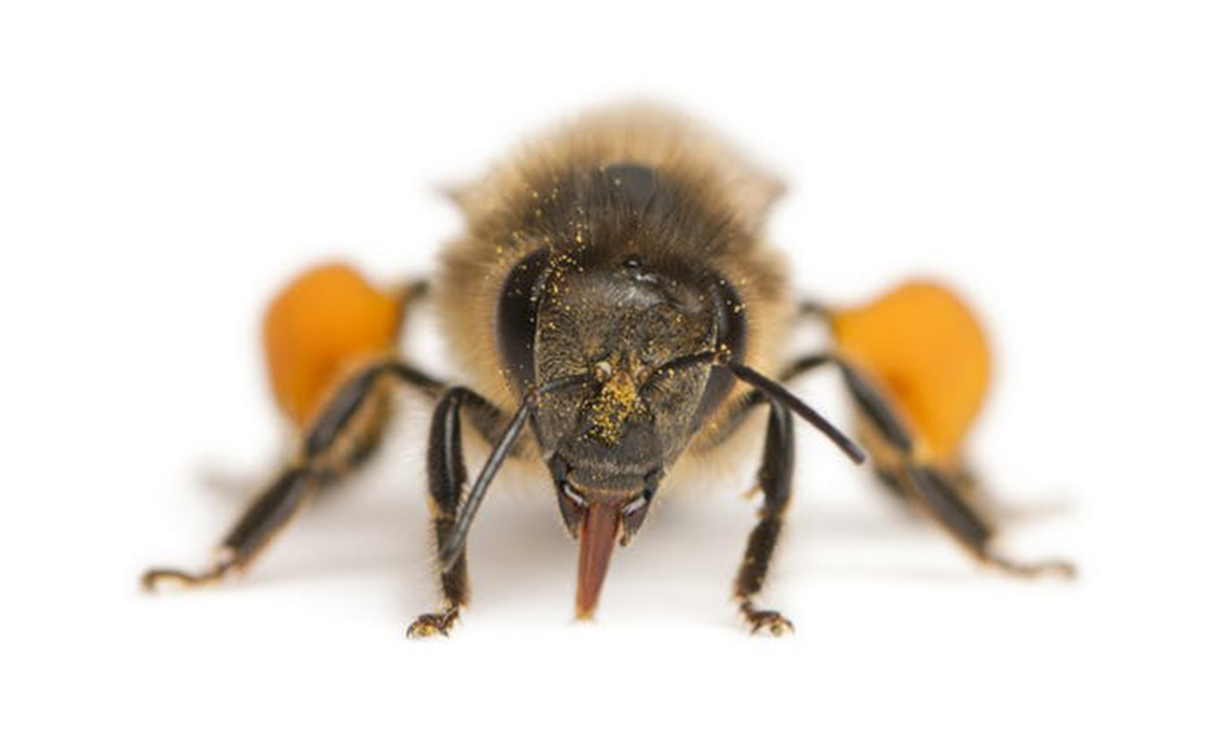 Bees can remember human faces — and 7 other surprising facts about these  important insects