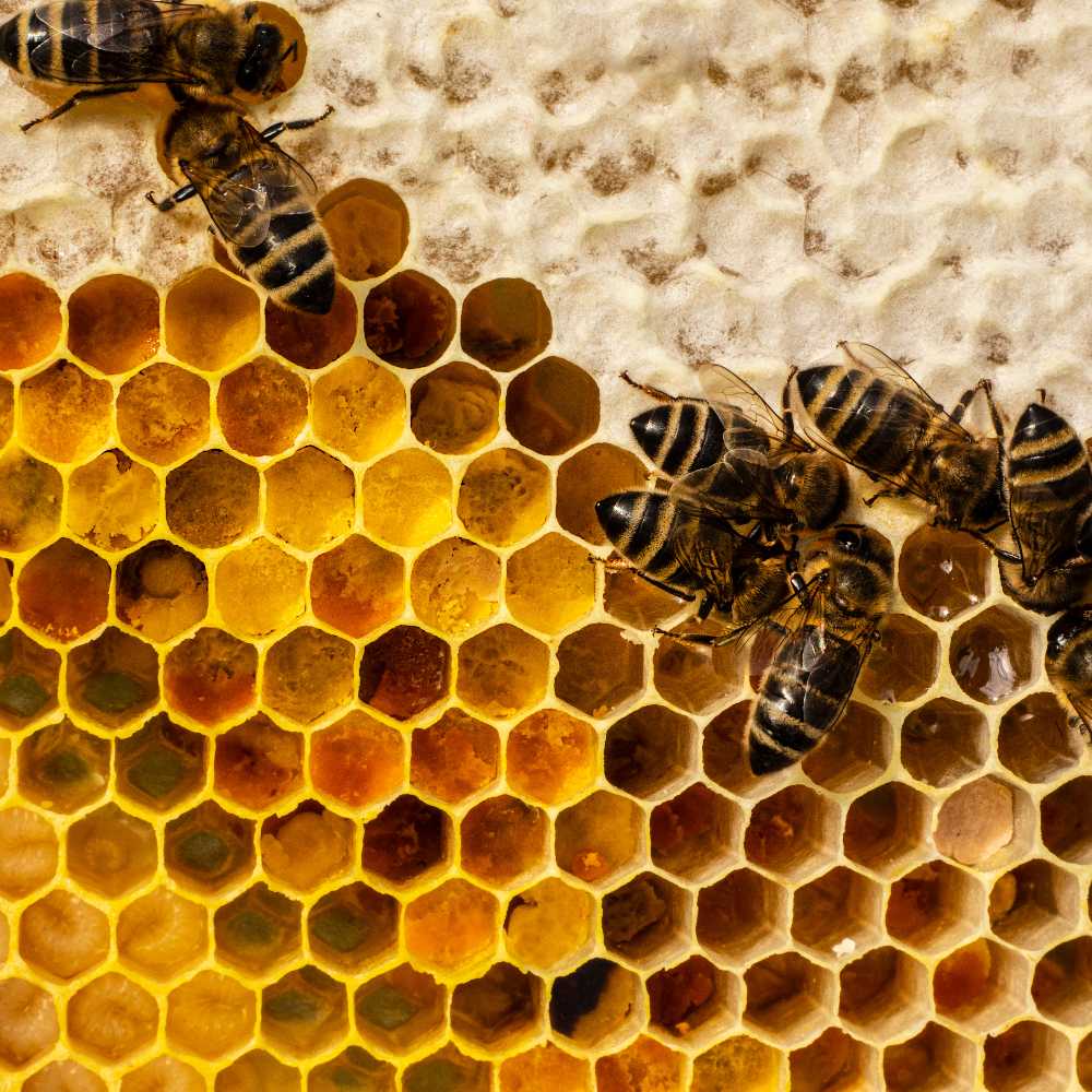 Bees on honeycomb