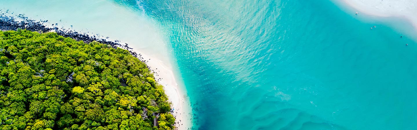 trees, white sand, and blue ocean