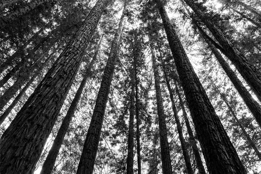 A black and white photo looking up at a forest of trees.
