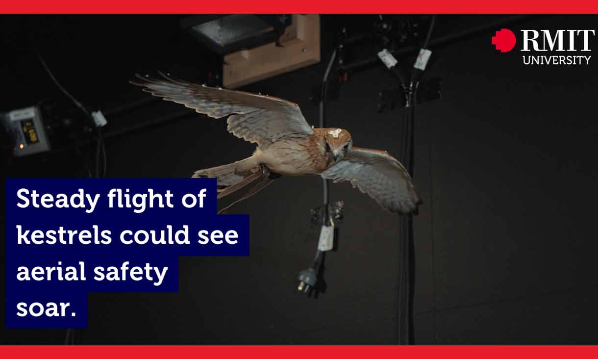 steady-flight-of-kestrels-could-see-aerial-safety-soar-thumbnail.jpg