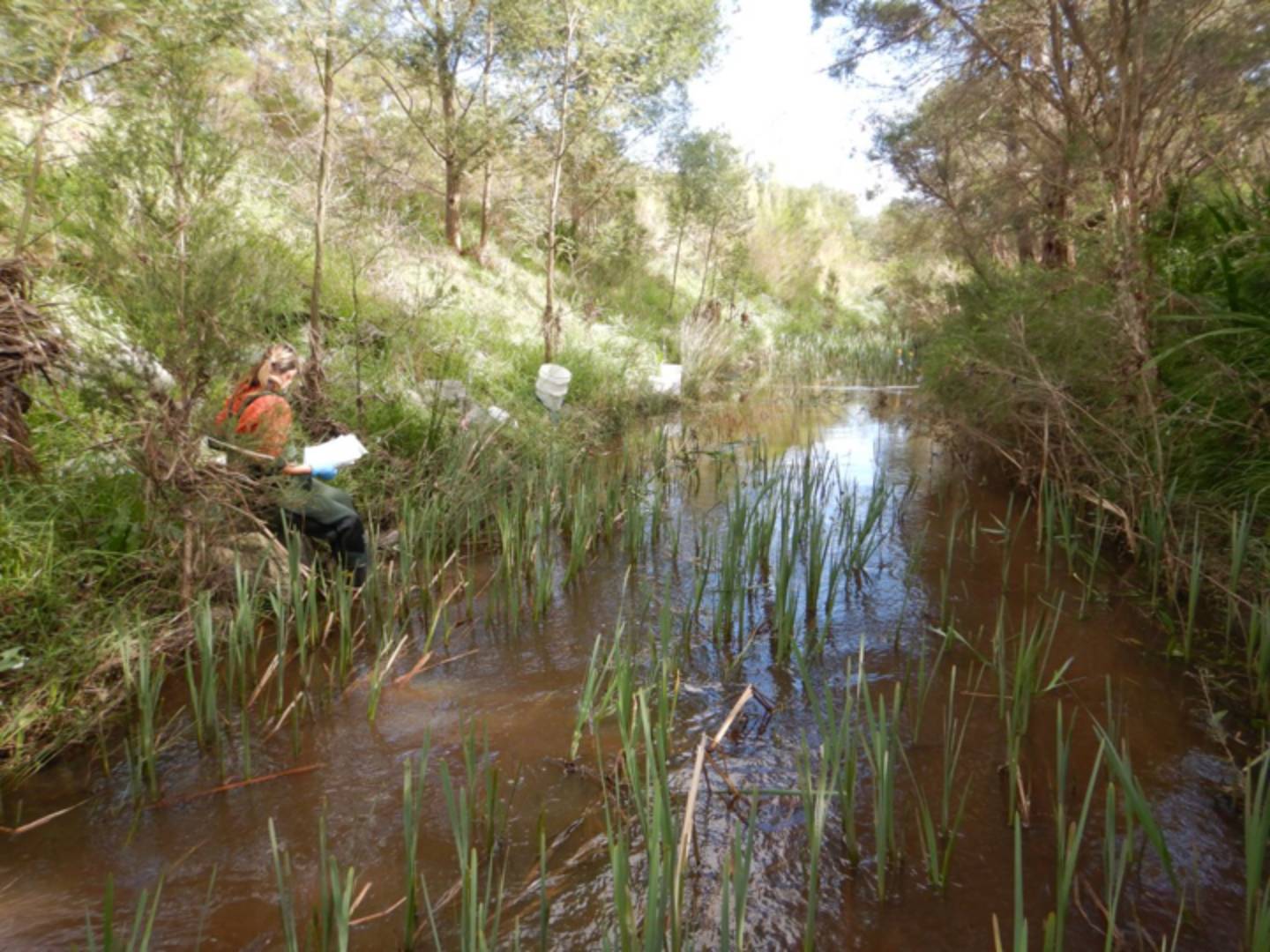 vegetation-management-trial.jpg