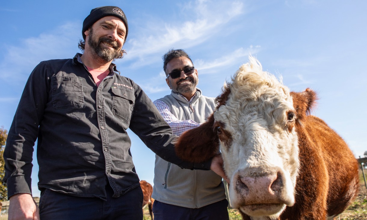 Chris Balazs, farmer and CEO of Provenir (left), and RMIT's Professor Rajaraman Eri with cattle on an Australian farm. Credit: Ant Bragaglia, RMIT University