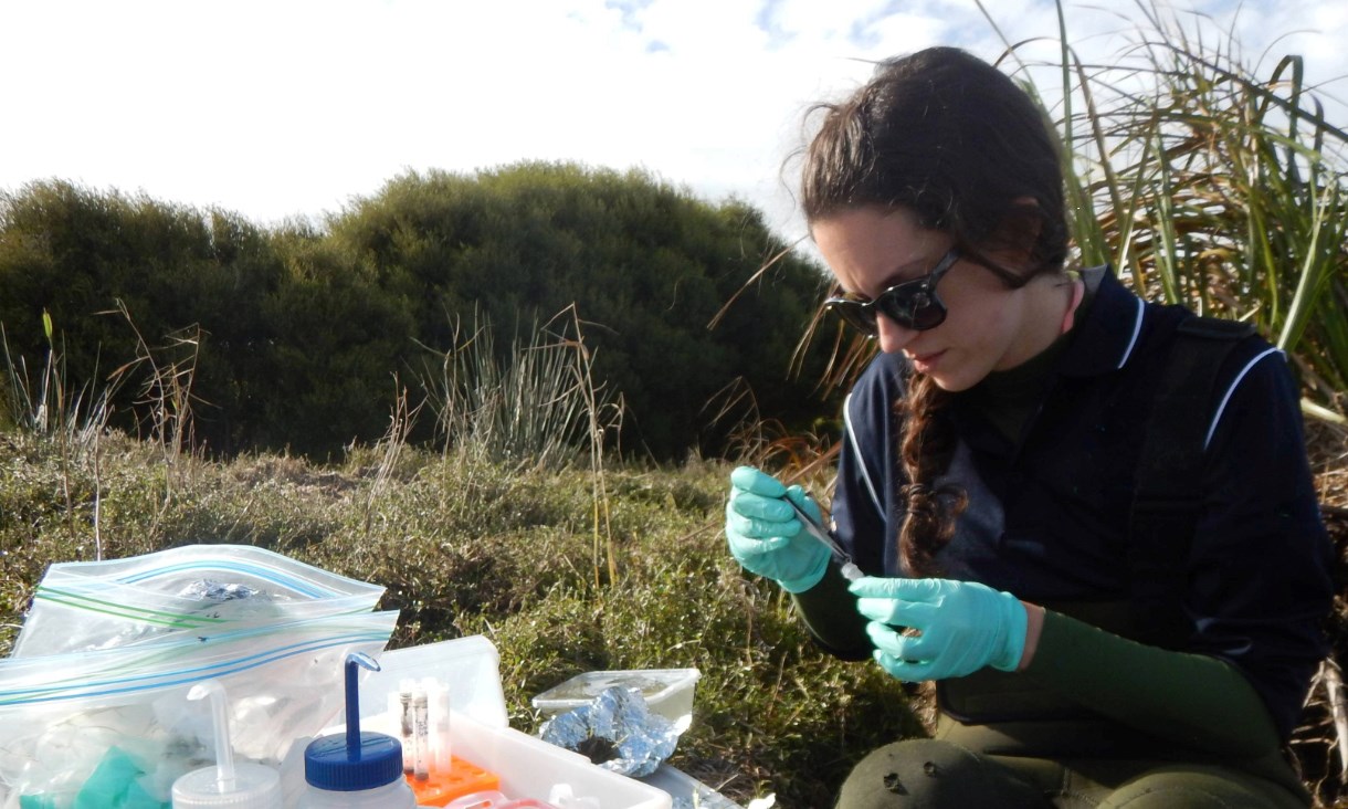 RMIT University's Dr Stacey Trevathan-Tackett led the study published in Environmental Science and Technology as part of an Australian Research Council DECRA Fellowship while at Deakin University. Credit: Paul Carnell