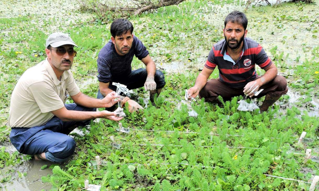 Co-authors Anzar A. Khuroo and Maroof Hamid, from the University of Kashmir in India with Fayaz Ahmad (left to right) at a wetland in the Himalayas as part of the major global study. Credit: Anzar A. Khuroo