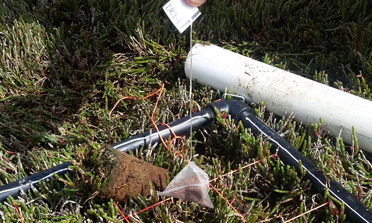 A teabag being buried in a saltmarsh in Tasmania. Credit: Inger Visby