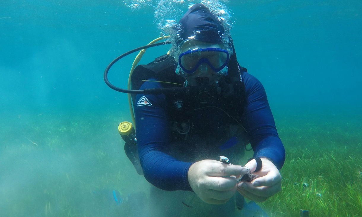 Paul York from James Cook University in North Queensland collecting a teabag from a seagrass meadow. Credit: Peter Davey