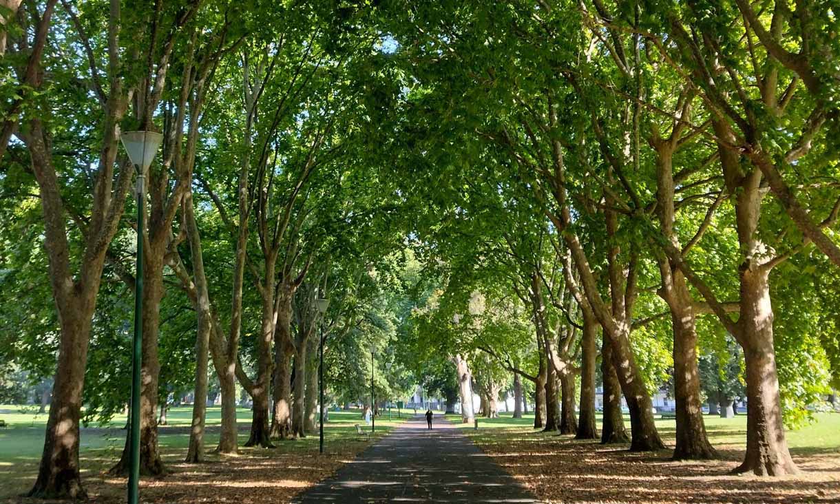 Tree canopy at a park