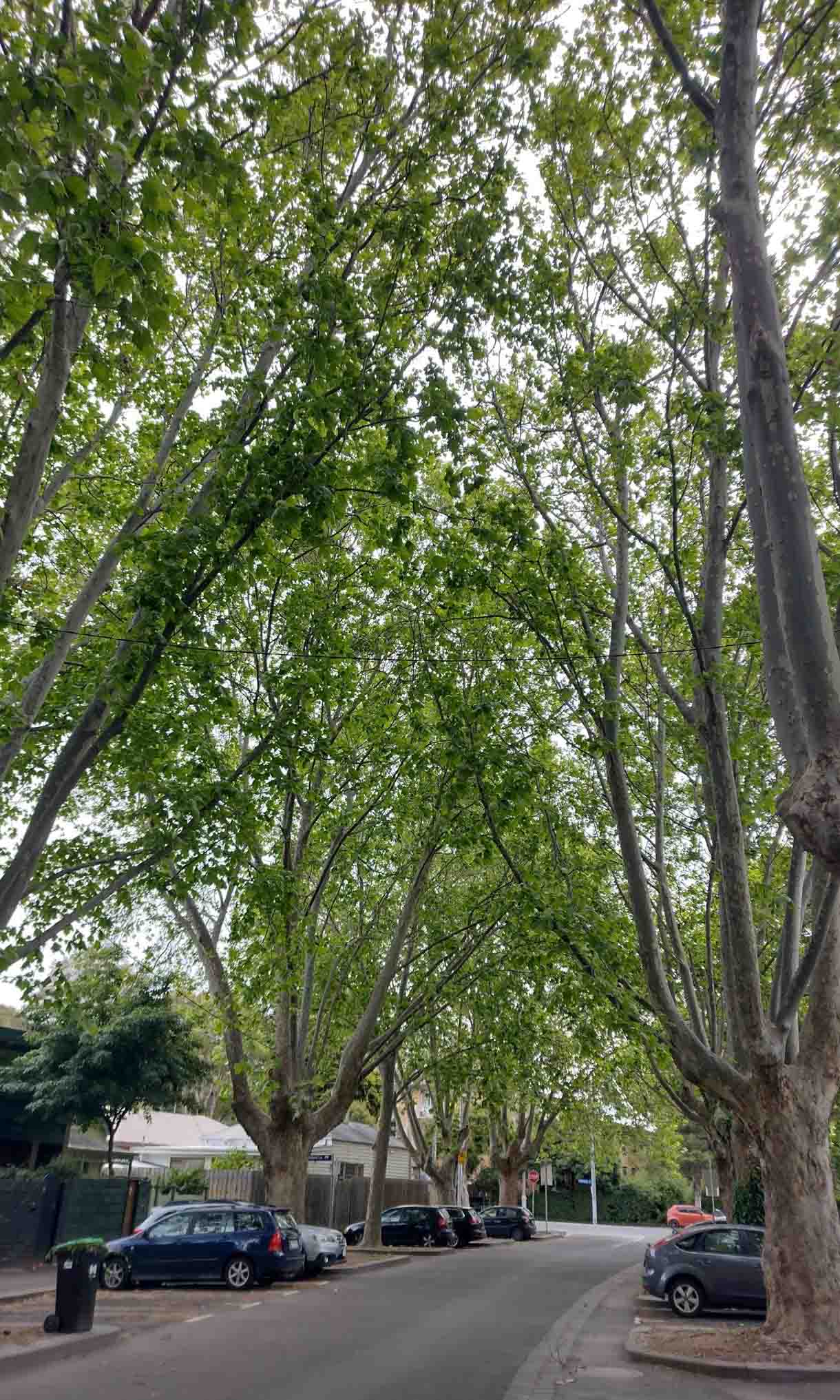 Tree canopy in a residential area. 