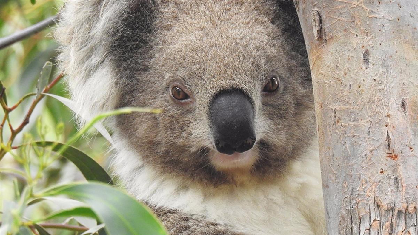 Koala Conservation And Tree Planting Day Rmit University