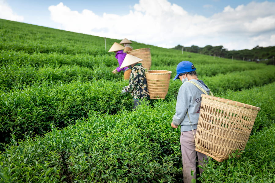 Cultivating Success In Agritourism - RMIT University